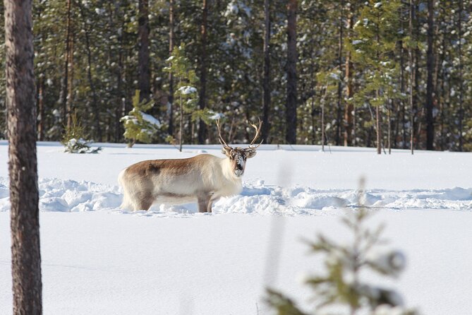 Private snowmobile day tours - Frozen Lakes, Taiga Tracks, and Arctic Ground Under the Snow