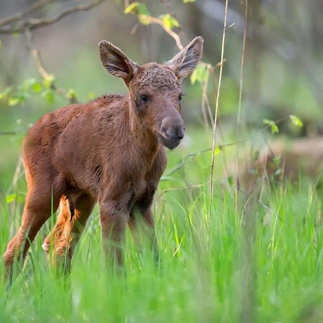 Sälen: Evening Moose Safari in the Forests - Key points before you go