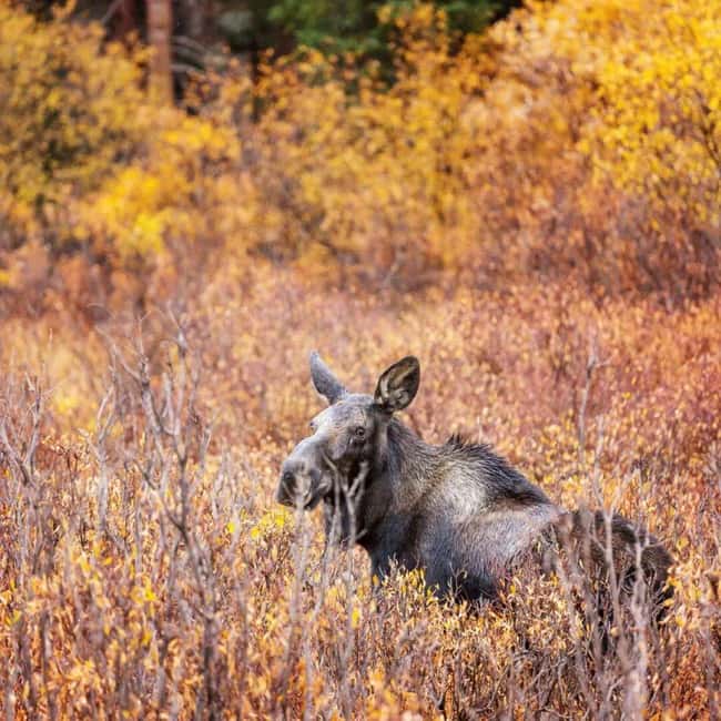 Sälen: Evening Moose Safari in the Forests - Moose at dusk in Dalarna: why this evening works