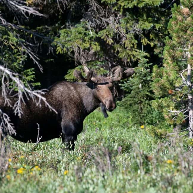Sälen: Evening Moose Safari in the Forests - Your guide’s job: turning tracks and towers into real understanding