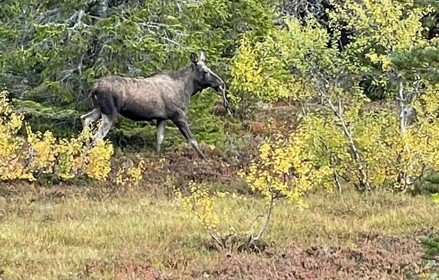 Sälen: Evening Moose Safari in the Forests - Binoculars, equipment, and small group focus