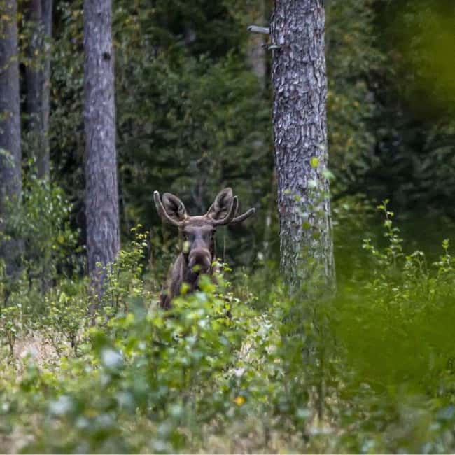 Sälen: Evening Moose Safari in the Forests - How the 150 minutes flows: minibus time, forest stops, moose towers