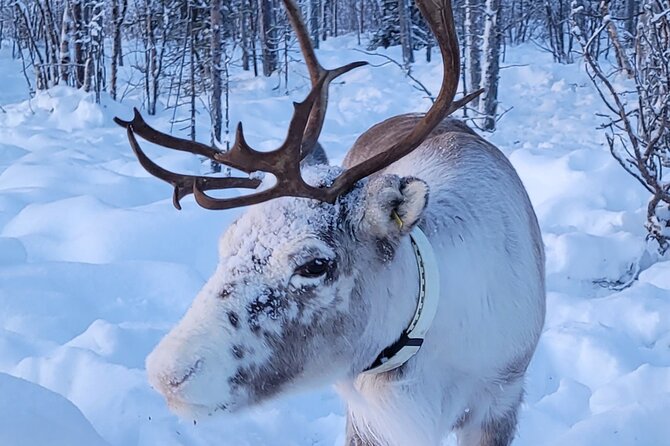 Sami day tour adventure - Price and value: what $282.71 buys you in the Arctic