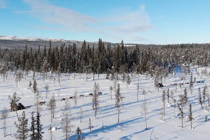 Sit Down Husky Ride Dog Sled Tour in Kiruna - The Lavvu Stop: Hot Drinks, Homemade Cake, and Cuddle Time