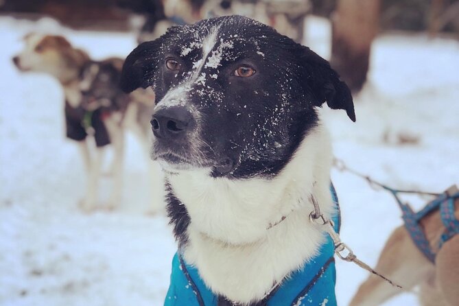 Sit Down Husky Ride Dog Sled Tour in Kiruna - Price and Value: Is $197.99 Fair for What You Get?