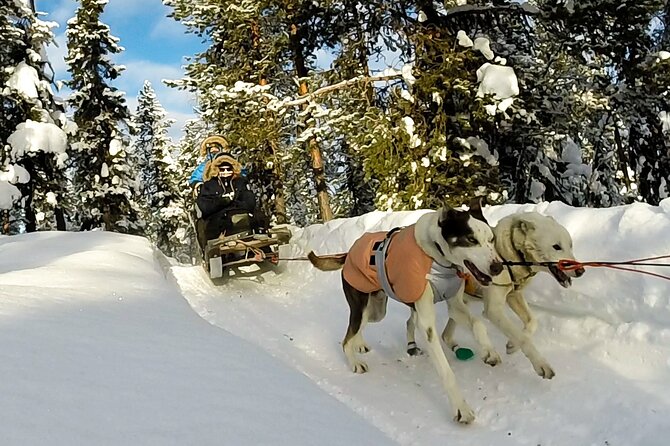 Sit Down Husky Ride Dog Sled Tour in Kiruna - Sled Setup and Seating: Who Sits Where