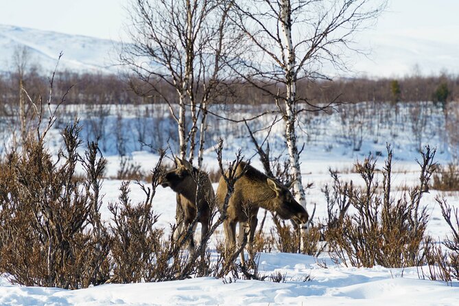 Snowmobile Tour in Kiruna - Who this tour suits best