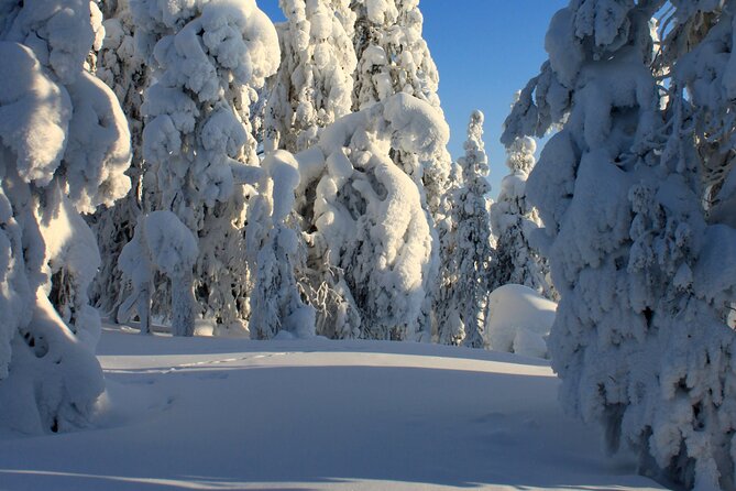Snowshoe in a Winter Forest - Animal tracks are the main attraction, not just scenery