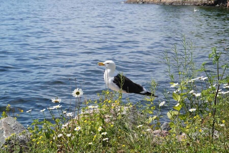 Stockholm Archipelago Guided Island Cruise With Craft Beer - Stora Hoggarn and Tegelon: Short Scenic Stops That Matter for Photos