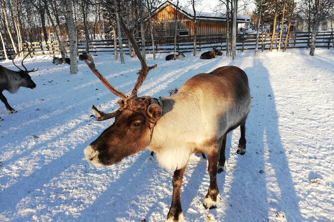 Stockholm Christmas Tour and Food Tasting Experience - Skeppsbrokajen Promenade and Nybroplan: The Outdoor-Decoration Part