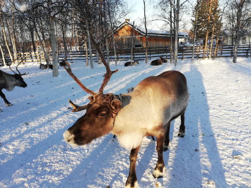 Stockholm: Christmas Traditions & Food Small Group Tour - Gamla Stan Christmas Market: what you get, and what to watch for