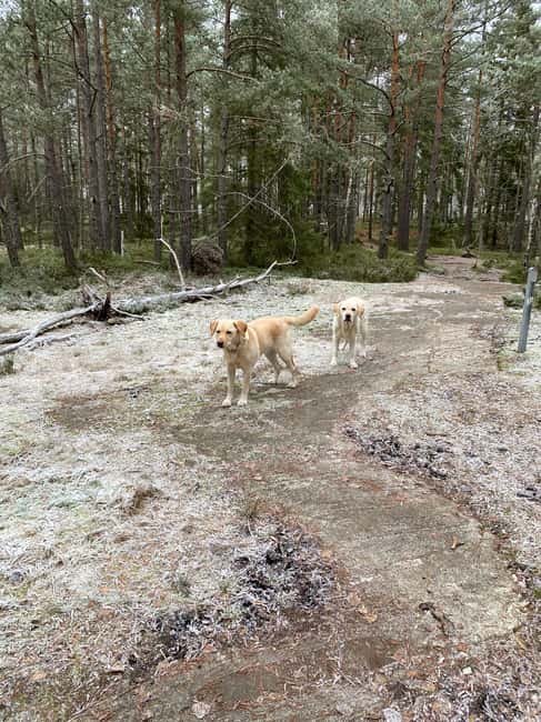 Stockholm: Dog Walk in Nature Reserve with Swedish Fika - The guide side: Helena turns forest signs into easy stories