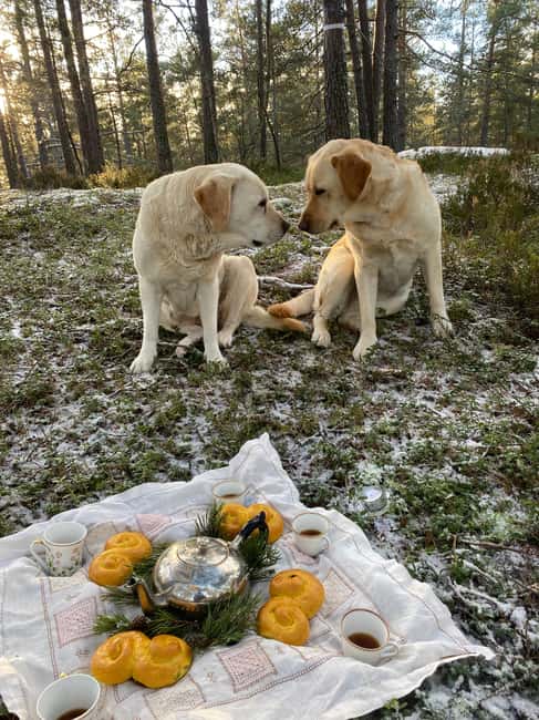 Stockholm: Dog Walk in Nature Reserve with Swedish Fika - What to bring, what to wear, and the small “comfort” rules