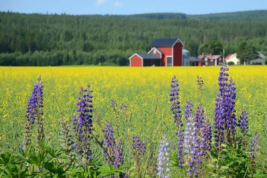 Stockholm: Evening Wildlife Safari with Midsummer Meal - Key Points I’d Plan Around