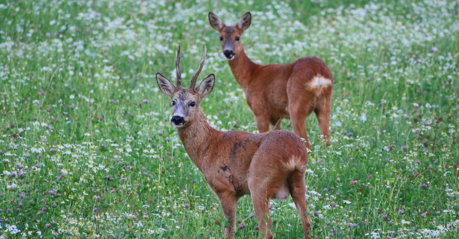 Stockholm: Evening Wildlife Safari with Midsummer Meal - The Forest Walk and Dusk Wildlife Spotting