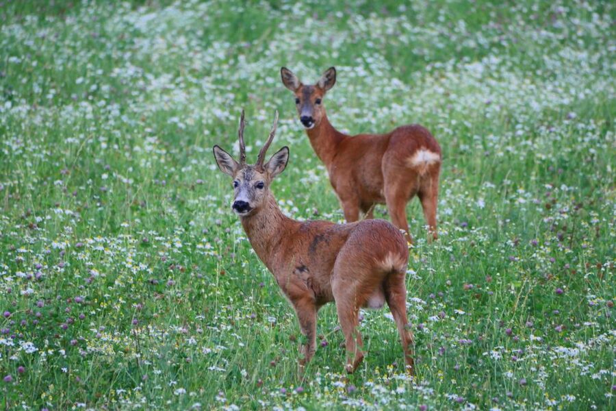 Stockholm: Evening Wildlife Safari with Midsummer Meal - Meet at Kungsbrostrand and Ride Into Rural Sweden