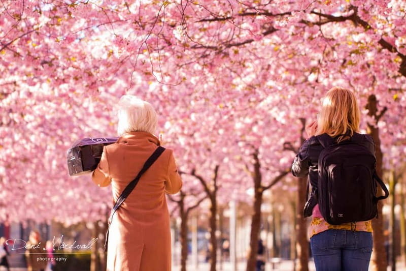 Stockholm: Highlights Guided Walking Tour - Kungsträdgården and Royal Palace area views