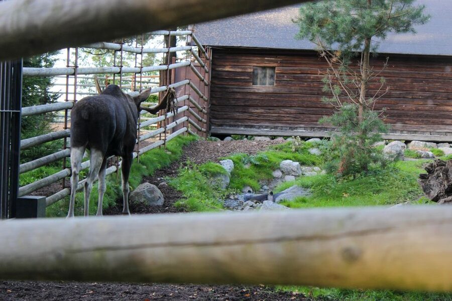 Stockholm: Personalized Guided Tour for Families - Skansen for Nordic Animals and Swedish Traditions
