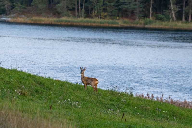 Stockholm: Wildlife Tour With Dinner and Short Hike - Dusk in Stockholm Forest, why timing matters