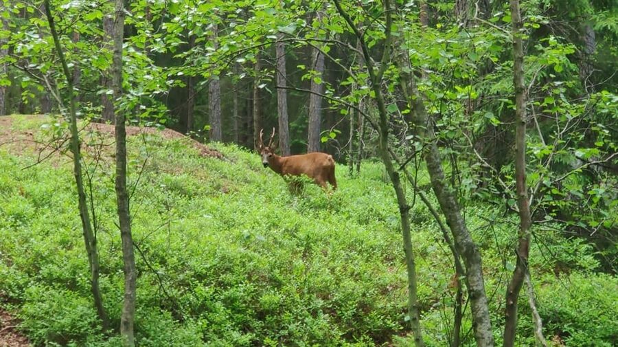 Stockholm: Wildlife Tour With Dinner and Short Hike - Campfire cooking, cook-coffee, and the food you actually remember