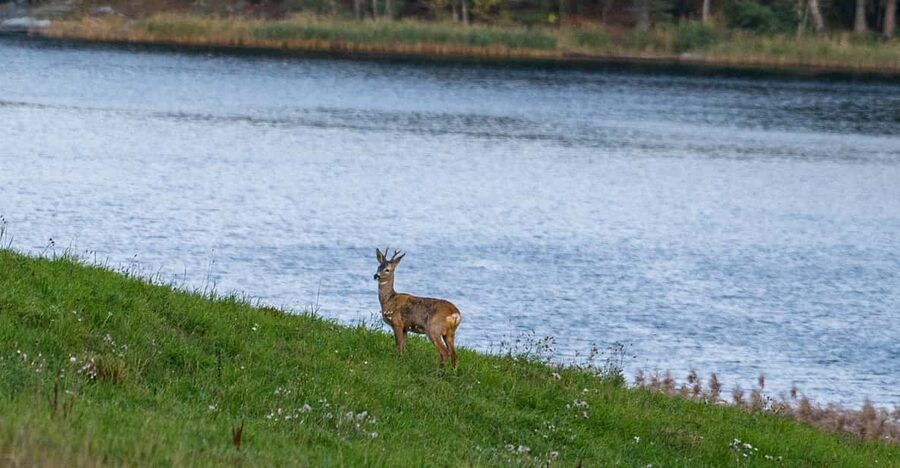 Stockholm: Wildlife Tour With Dinner and Short Hike - Moose, deer, beavers, birds of prey, and the wildlife you can expect