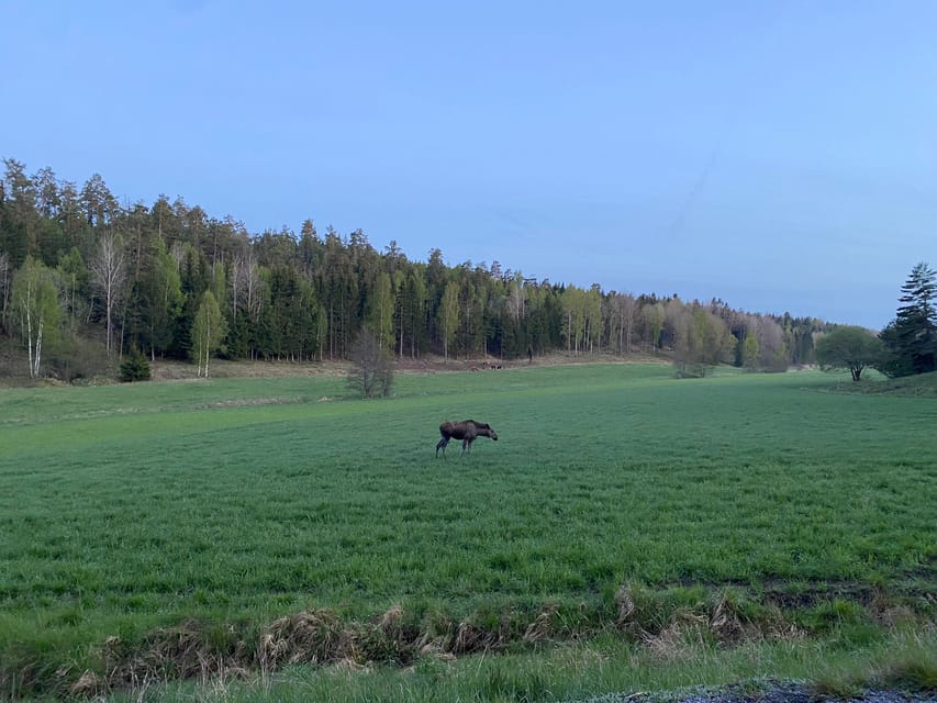 Stockholm: Wildlife Tour With Dinner and Short Hike - Price and value: is $160 worth a short forest safari?