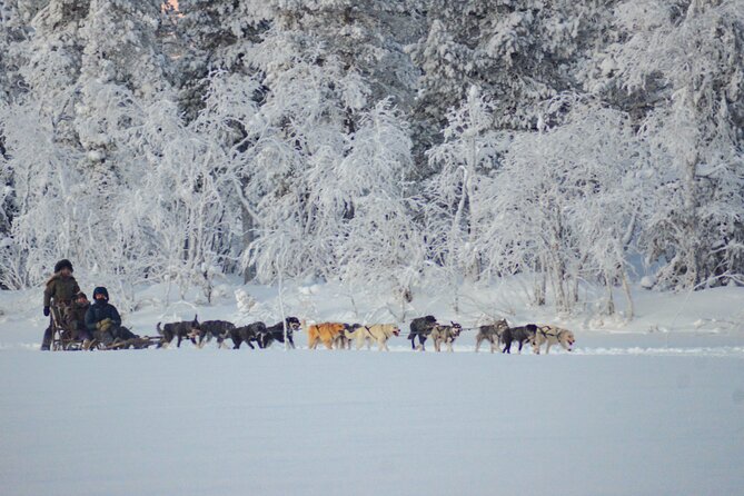 Sunrise Zen Husky Tour (10:00 to 13:00 - sitting on the sled) - On the sled: what “sit and enjoy” really means