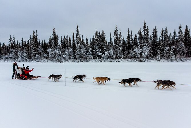Sunrise Zen Husky Tour (10:00 to 13:00 - sitting on the sled) - Fire hut stop: hot drinks, snacks, and a reset for your hands