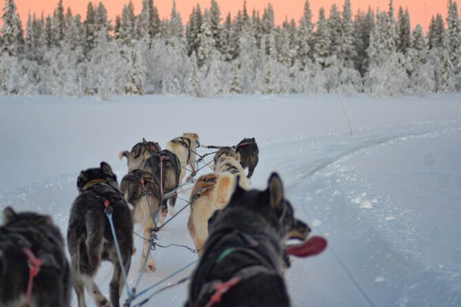 Sunrise Zen Husky Tour (10:00 to 13:00 - sitting on the sled) - Gear and comfort, especially when it’s brutally cold
