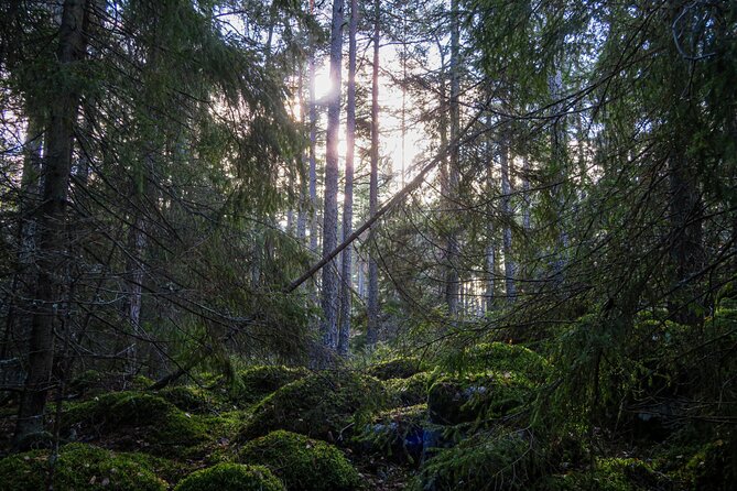 Survival Hike and tour of Tyresta National Park - What is included, and what you should bring yourself