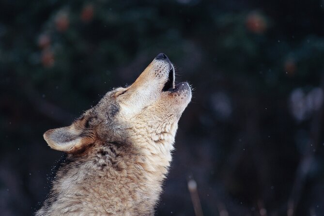 The Wolf Howl Experience - Key takeaways before you go