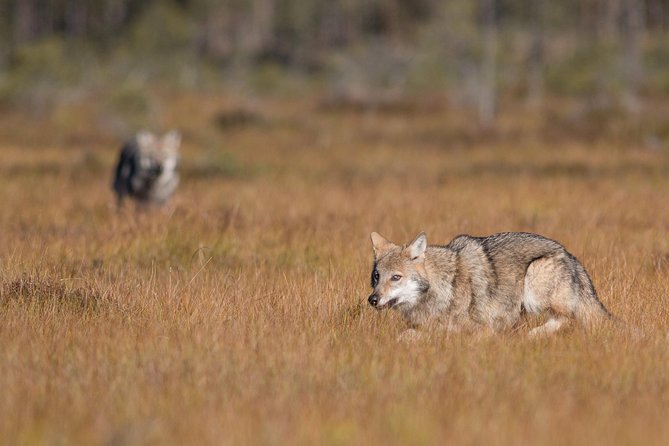 The Wolf Howl Experience - Outdoor meals, vegetarian options, and why gear support matters