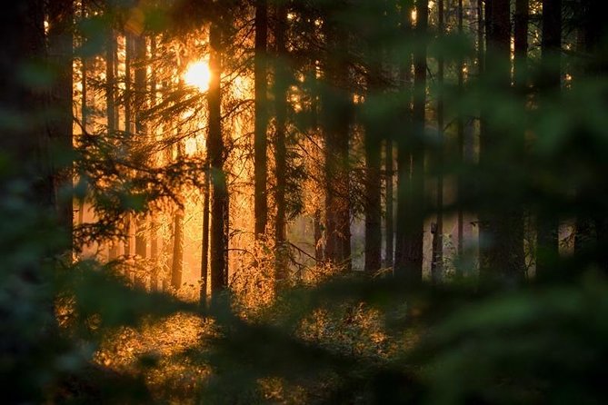 The Wolf Howl Experience - Day 1: leaving Köping and stepping into wolf territory