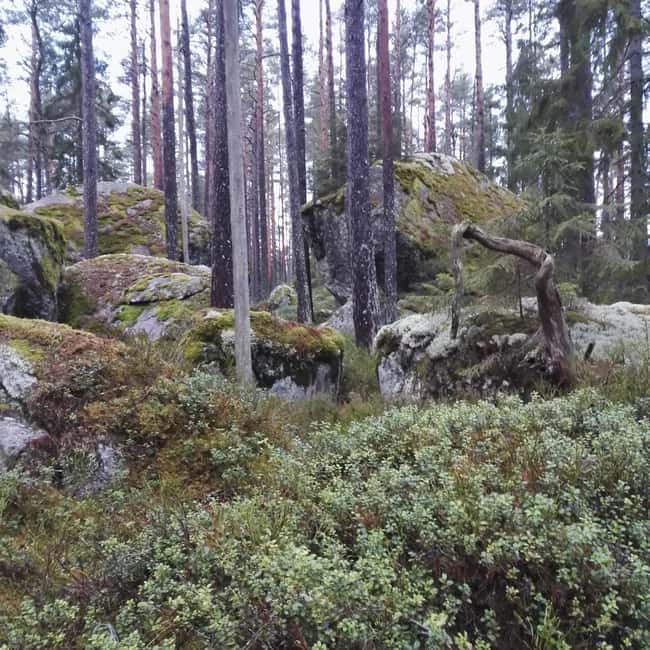Tiveden National park: Summer guided walk around Stenkälla - Language and group size: why it affects your learning