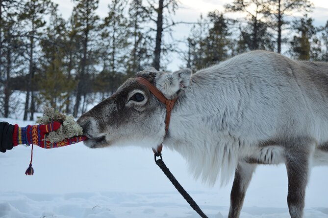 Visit the Sami and Reindeer in a Day Trip from Abisko - Key Things You Should Know Before You Go