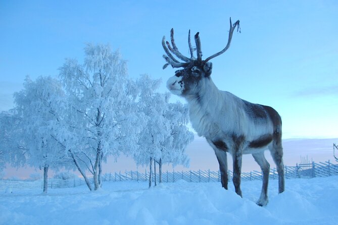 Visit the Sami and Reindeer in a Day Trip from Abisko - A One-Stop Day With Sami Culture and Reindeer in Jukkasjärvi