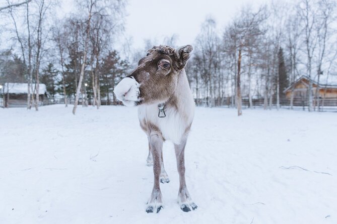 Visit the Sami and Reindeer in a Day Trip from Abisko - Reindeer Up Close: The Part You’ll Remember