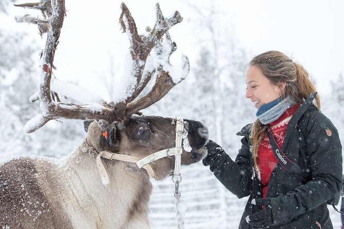 Visit the Sami and Reindeer in a Day Trip from Abisko - Price and What You Really Get for $169.60
