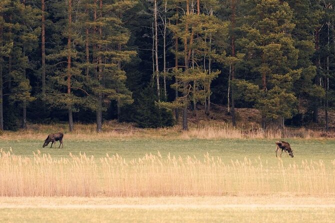 Wolf and Wildlife Tracking in Sweden - Winter frozen-lake tracking: when the terrain becomes part of the story