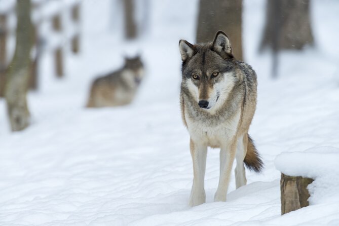 Wolf and Wildlife Tracking in Sweden - The fire barbecue lunch, snacks, and a sensible outdoor pace