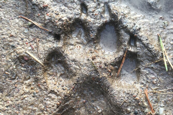 Wolf and Wildlife Tracking in Sweden - Howling on a hilltop: the call-and-response moment