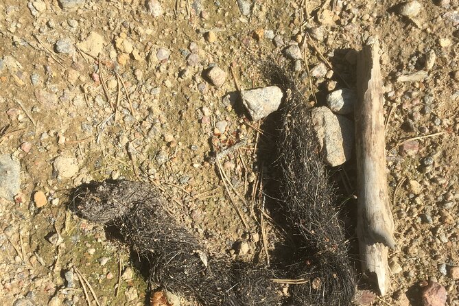 Wolf and Wildlife Tracking in Sweden - Price and value: what $215.95 buys you