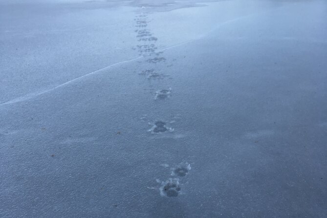 Wolf and Wildlife Tracking in Sweden - Who should book this wolf tracking day