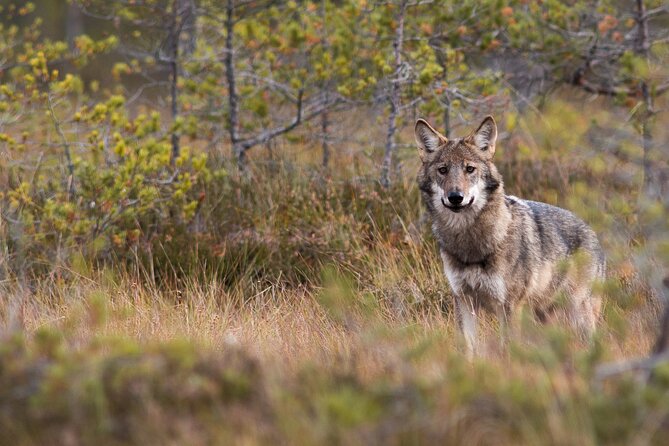 Wolves, Moose & Beavers in the forests of Central Sweden - Key Highlights Worth Booking