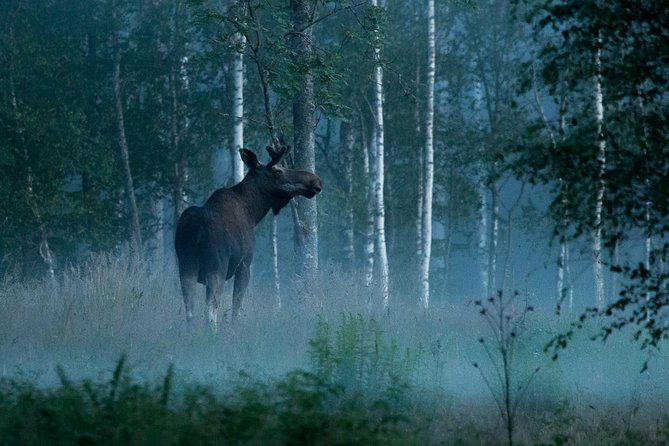 Wolves, Moose & Beavers in the forests of Central Sweden - From Arlanda to Udden Guesthouse: Getting Out of the City Fast