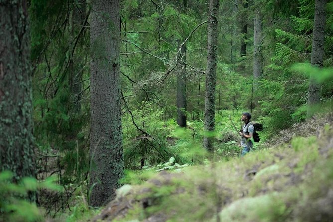 Wolves, Moose & Beavers in the forests of Central Sweden - Day 3: Forest Walks for Berries and Mushrooms, Plus Beaver Safari by Electric Motor