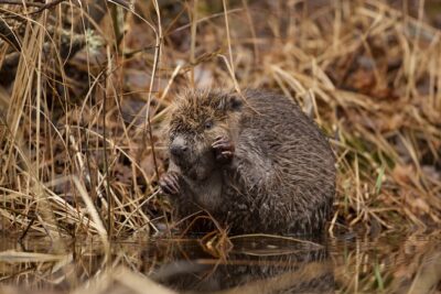 Wolves, Moose & Beavers in the forests of Central Sweden