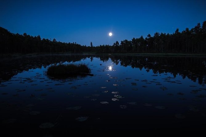 Wolves, Moose & Beavers in the forests of Central Sweden - Who This Tour Suits Best (And Who Might Not Love It)